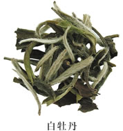 白牡丹